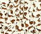 Brown-White Rayon Modal Rabbit Printed Stretch Spandex Jersey Knit Fabric By the Yard